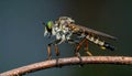 Beautiful Robber Fly - Close-Up of the beautiful Robber Fly (selective Focus) Royalty Free Stock Photo