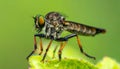 Beautiful Robber Fly - Close-Up of the beautiful Robber Fly (selective Focus) Royalty Free Stock Photo
