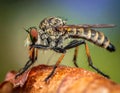 Beautiful Robber Fly - Close-Up of the beautiful Robber Fly (selective Focus) Royalty Free Stock Photo
