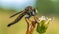 Beautiful Robber Fly - Close-Up of the beautiful Robber Fly (selective Focus) Royalty Free Stock Photo