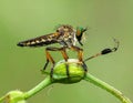 Beautiful Robber Fly - Close-Up of the beautiful Robber Fly (selective Focus) Royalty Free Stock Photo
