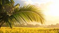 Beautiful tropical palm tree outdoors on sunny day Royalty Free Stock Photo