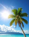 Beautiful tropical palm tree outdoors on sunny day Royalty Free Stock Photo