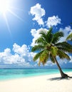Beautiful tropical palm tree outdoors on sunny day Royalty Free Stock Photo