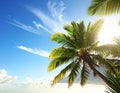 Beautiful tropical palm tree outdoors on sunny day Royalty Free Stock Photo