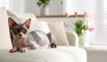 Cute sphynx cat on sofa at home, space for text Royalty Free Stock Photo