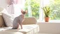 Cute sphynx cat on sofa at home, space for text Royalty Free Stock Photo