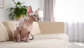 Cute sphynx cat on sofa at home, space for text Royalty Free Stock Photo