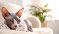 Cute sphynx cat on sofa at home, space for text Royalty Free Stock Photo