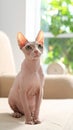 Cute sphynx cat on sofa at home, space for text Royalty Free Stock Photo