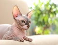 Cute sphynx cat on sofa at home, space for text Royalty Free Stock Photo