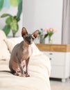 Cute sphynx cat on sofa at home, space for text Royalty Free Stock Photo