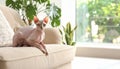 Cute sphynx cat on sofa at home, space for text Royalty Free Stock Photo
