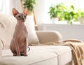 Cute sphynx cat on sofa at home, space for text Royalty Free Stock Photo