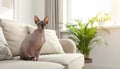 Cute sphynx cat on sofa at home, space for text Royalty Free Stock Photo