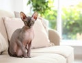 Cute sphynx cat on sofa at home, space for text Royalty Free Stock Photo