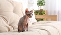 Cute sphynx cat on sofa at home, space for text Royalty Free Stock Photo
