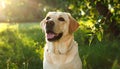 Portrait of a cute Labrador Retriever dog outside. Text area Royalty Free Stock Photo