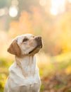 Portrait of a cute Labrador Retriever dog outside. Text area Royalty Free Stock Photo