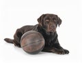 Chocolate Labrador with Basketball Royalty Free Stock Photo