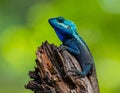 Blue-crested Lizard on tree with green background. Royalty Free Stock Photo