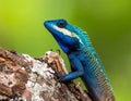 Blue-crested Lizard on tree with green background. Royalty Free Stock Photo