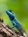 Blue-crested Lizard on tree with green background. Royalty Free Stock Photo