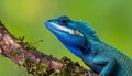 Blue-crested Lizard on tree with green background. Royalty Free Stock Photo