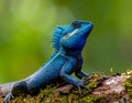 Blue-crested Lizard on tree with green background. Royalty Free Stock Photo