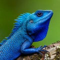 Blue-crested Lizard on tree with green background. Royalty Free Stock Photo