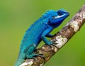 Blue-crested Lizard on tree with green background. Royalty Free Stock Photo