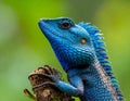 Blue-crested Lizard on tree with green background. Royalty Free Stock Photo