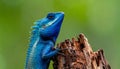 Blue-crested Lizard on tree with green background. Royalty Free Stock Photo