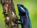 Blue-crested Lizard on tree with green background. Royalty Free Stock Photo