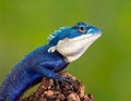 Blue-crested Lizard on tree with green background. Royalty Free Stock Photo