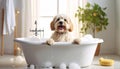 Cute Dog bathing in the tub Royalty Free Stock Photo