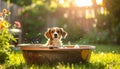 Cute Dog bathing in the tub Royalty Free Stock Photo