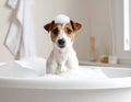 Cute Dog bathing in the tub Royalty Free Stock Photo