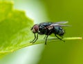 Small muscidae fly resting on a green leaf under a blurred green background Royalty Free Stock Photo