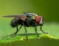 Small muscidae fly resting on a green leaf under a blurred green background Royalty Free Stock Photo