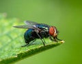 Small muscidae fly resting on a green leaf under a blurred green background Royalty Free Stock Photo