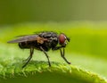 Small muscidae fly resting on a green leaf under a blurred green background Royalty Free Stock Photo
