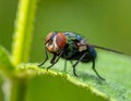 Small muscidae fly resting on a green leaf under a blurred green background Royalty Free Stock Photo