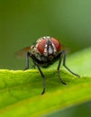 Small muscidae fly resting on a green leaf under a blurred green background Royalty Free Stock Photo