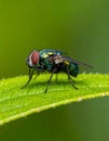 Small muscidae fly resting on a green leaf under a blurred green background Royalty Free Stock Photo