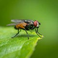 Small muscidae fly resting on a green leaf under a blurred green background Royalty Free Stock Photo