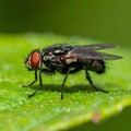 Small muscidae fly resting on a green leaf under a blurred green background Royalty Free Stock Photo