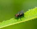 Small muscidae fly resting on a green leaf under a blurred green background Royalty Free Stock Photo