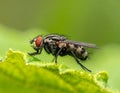 Small muscidae fly resting on a green leaf under a blurred green background Royalty Free Stock Photo