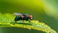 Small muscidae fly resting on a green leaf under a blurred green background Royalty Free Stock Photo